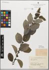 Foto von Salix myrsinifolia Salisb.
